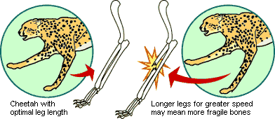 Trade-off between the safety factor and length of limb bone