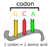 a single codon