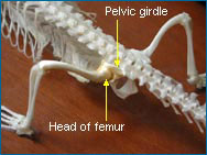 The joint between the femur and the pelvis has a ball-and-socket structure, as shown in this crocodile.