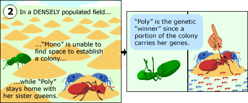 The two queen types in a densely populated field