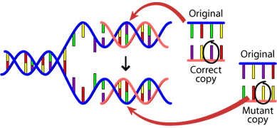 Following cell division, the copied DNA is imperfect