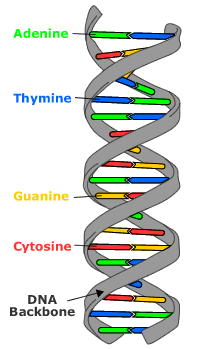 Double helix DNA structure with bases labeled