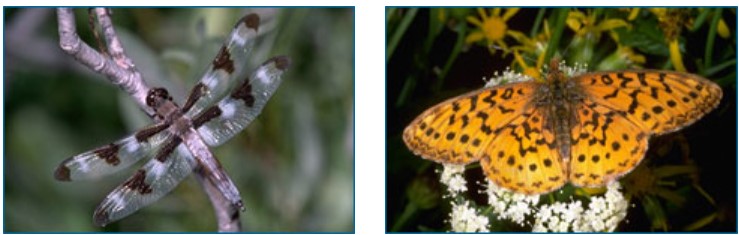 wing of a dragonfly (left) and the wing of a butterfly (right)