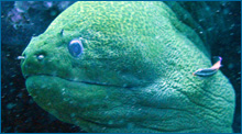 moray eel and wrasse