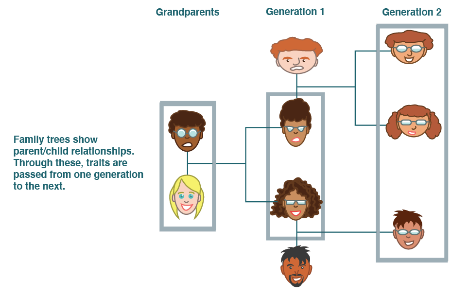 In a family tree, traits such as hair color and poor eyesight are passed from generation to generation.