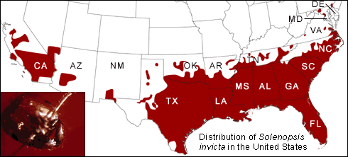 Map showing distribution of Solenopsis invicta in the U.S.