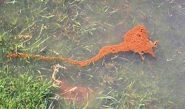 A colony of fire ants floating in flood waters