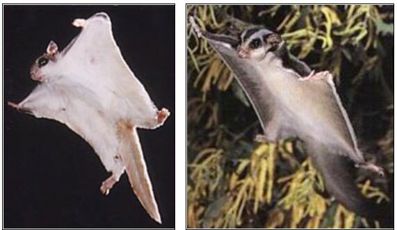 Left, a flying squirrel. Right, a sugar glider.