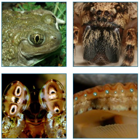 From top left clockwise: a toad, a spider, a scallop, and a stomatopod (mantis shrimp).
