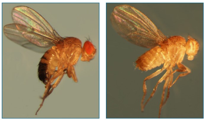 Left, fruit fly with red eyes; right, fruit fly without eyes.