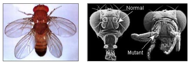 Left, fruit fly with two pairs of wings. Right, compares normal fruit fly and mutant fruit fly with legs where antennae usually are.