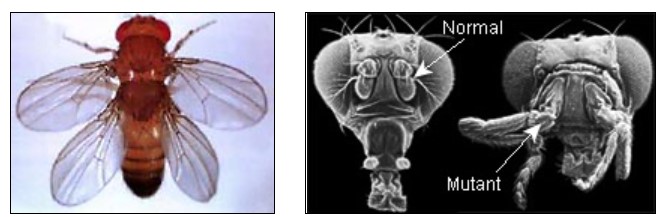 https://evolution.berkeley.edu/wp-content/uploads/2021/08/fruit-fly-two-wings.jpg