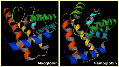 Myoglobin and hemoglobin