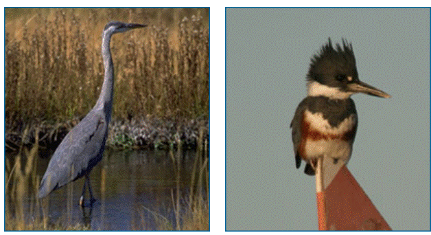 great blue heron, left; belted kingfisher, right.