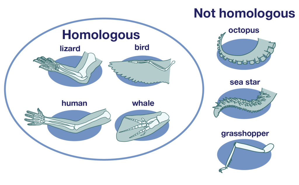 The lizard, bird, human and whale limbs are homologous. The octopus, sea star and grasshopper limbs are not homologous with the others.