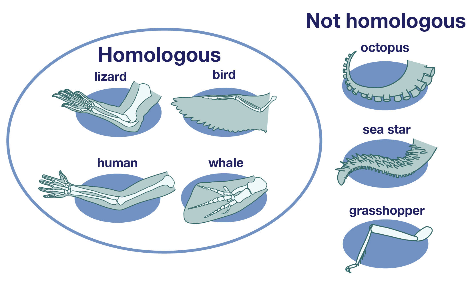 The lizard, bird, human and whale limbs are homologous. The octopus, sea star and grasshopper limbs are not homologous with the others.