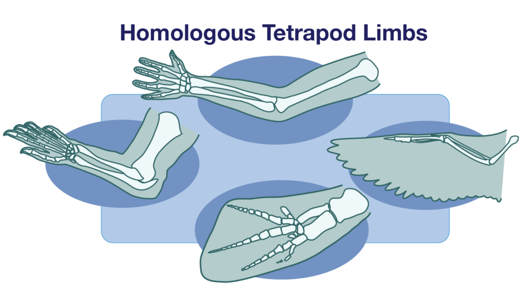Homologous Tetrapod Limbs