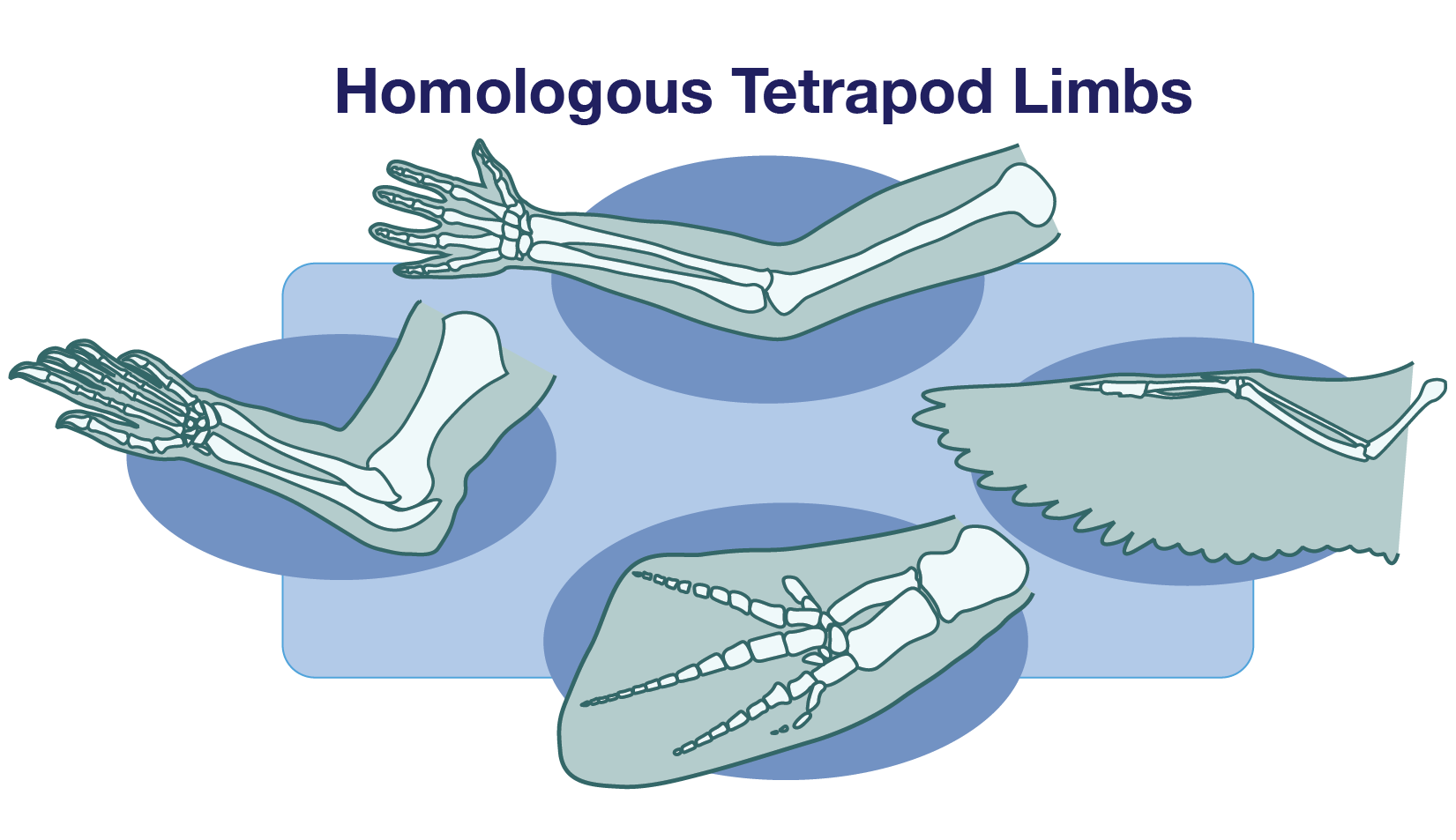 Homologous Tetrapod Limbs