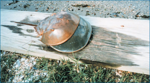 a horseshoe crab that died while molting