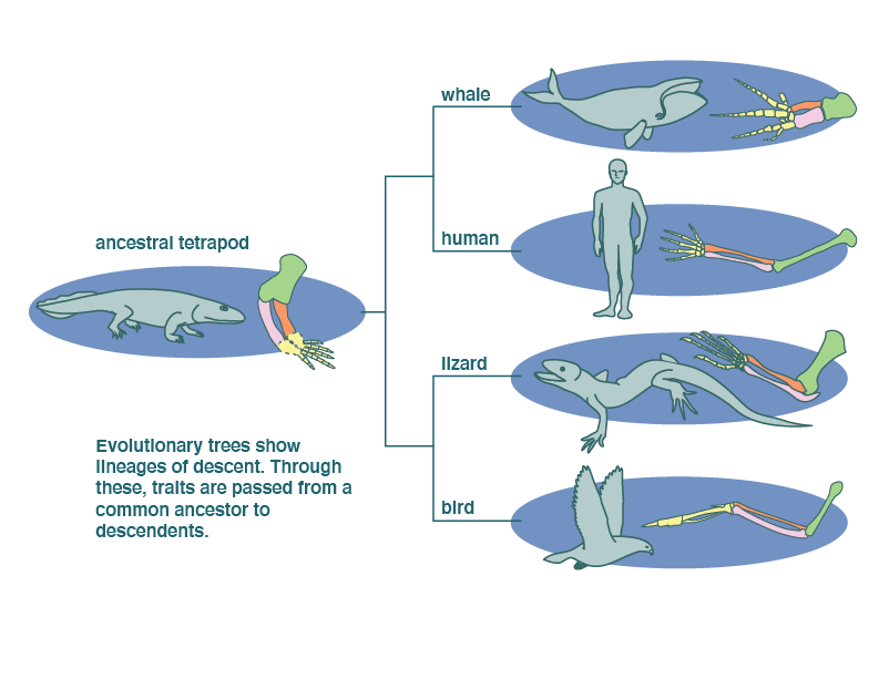 do cats and dogs share a common ancestor