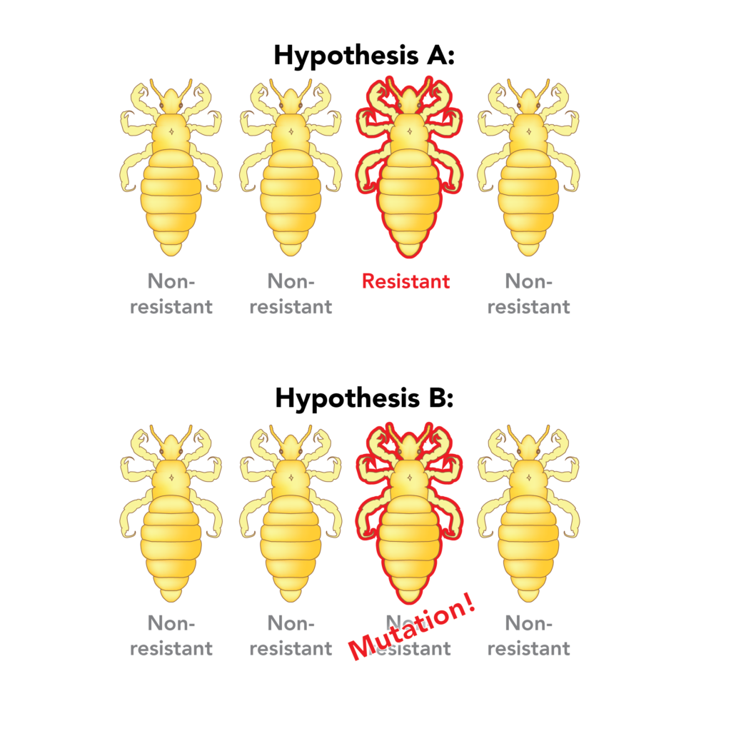 Top, hypothesis A. Bottom, hypothesis B.