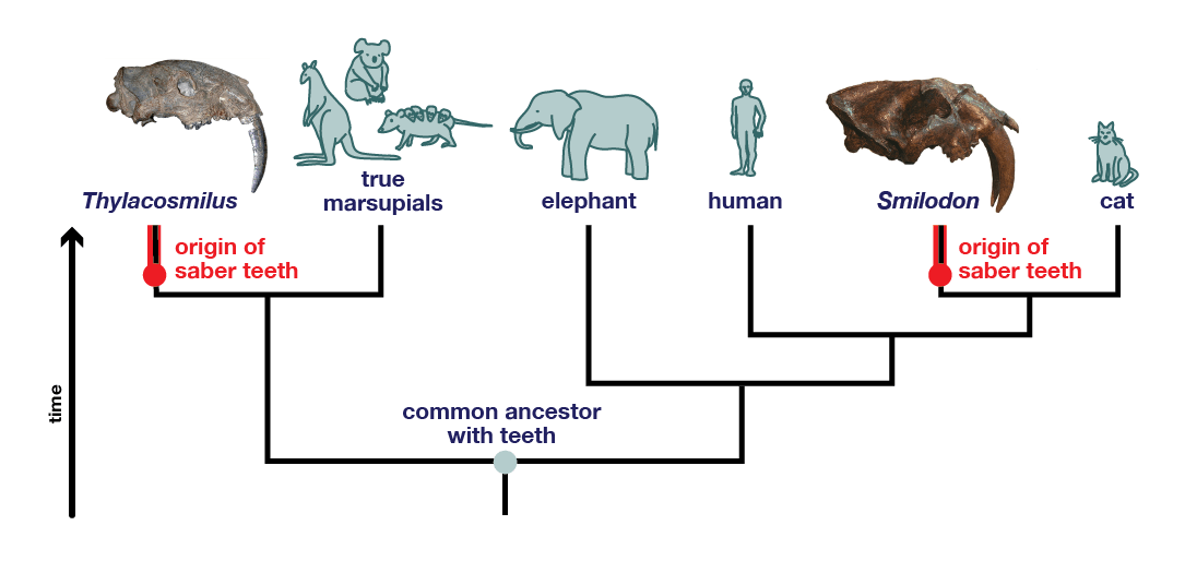 The independent origins of saberteeth