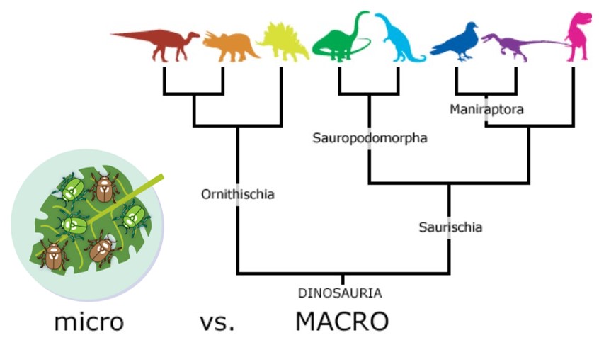 Microevolution vs. macroevolution