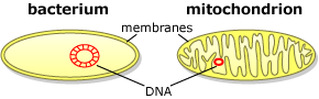 bacteria/mitochondria structural comparison