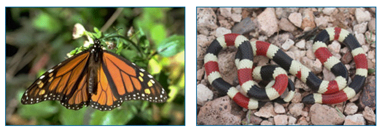 monarch, left; coral snake, right.