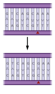 mutation