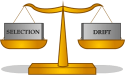 Balance scale depicting the word "selection" on the plate on the left and "drift" on plate on the right. They are even with on another.