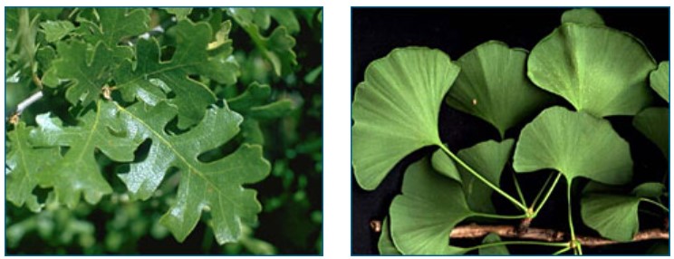 The leaves of an oak (left) and the leaves of a gingko (right)