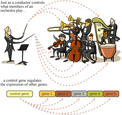 Just as a conductor controls what members of an orchestra play, control genes regulate the expression of other genes.