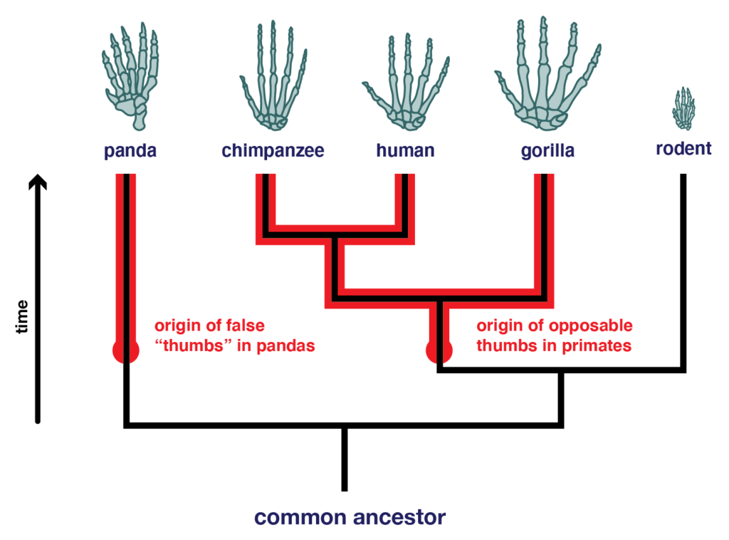 The separate origins of thumb-like structures