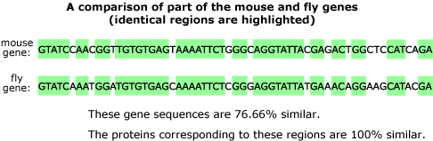 a comparison of mouse and fly genes