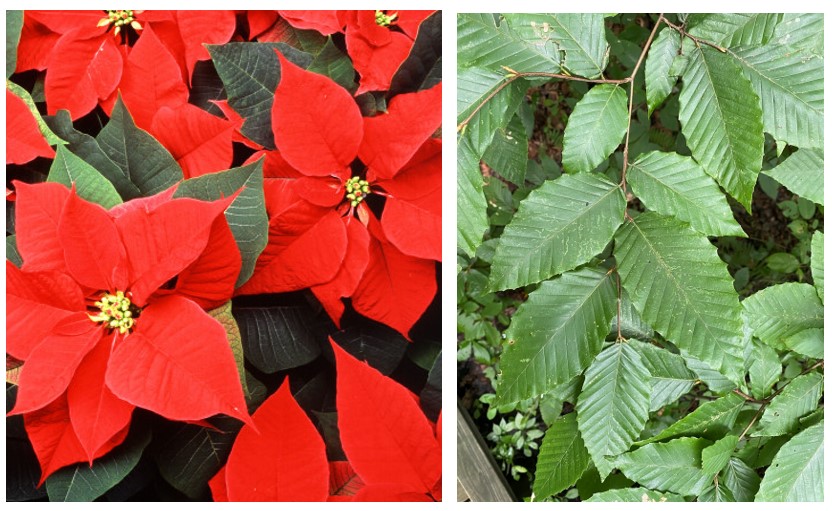 left, poinsettia; right, american beach tree.