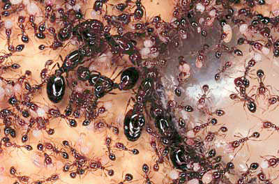Multiple queens in a colony of fire ants.