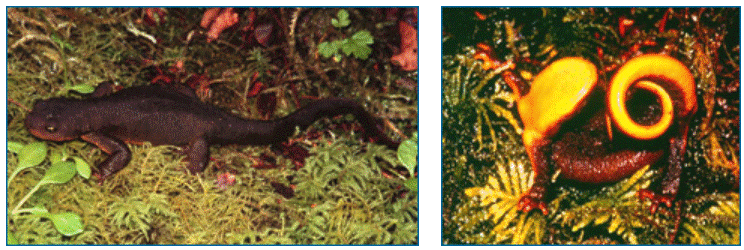 rough-skinned newt, left. rough-skinned newt displaying orange underside, right. 