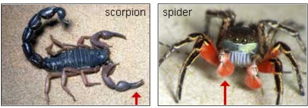 left, scorpion. Right, spider.