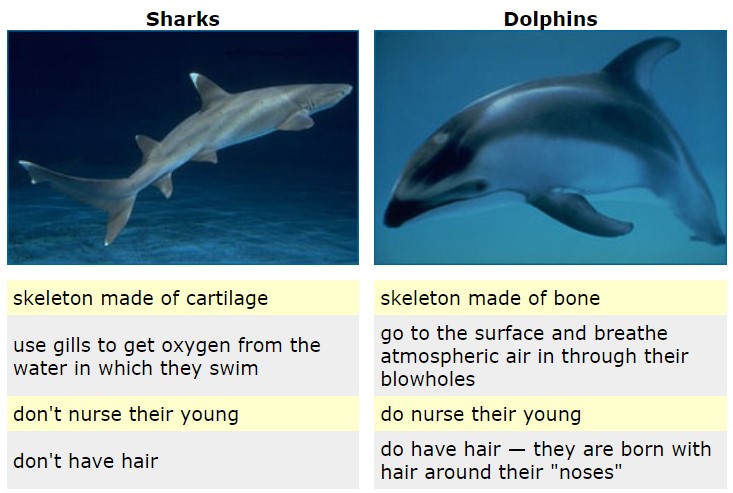 Left, shark photo and attributes; right, dolphin photos and attributes.