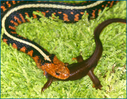A garter snake eating a newt