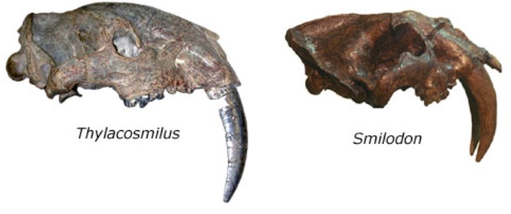 Left, thylacosmilus skull; right, smilodon skull.