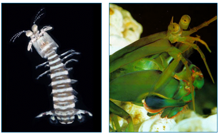 Top view of mantis shrimp, left. Side view of mantis shrimp, right. 