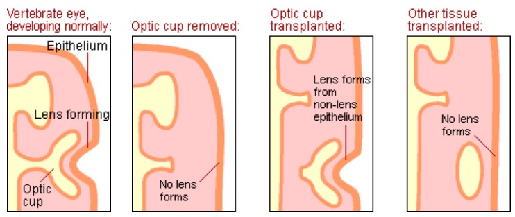 Far left, Optic cup and lens development. Middle, right and far right, lens development.