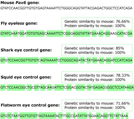 comparison of 5 different eye control genes