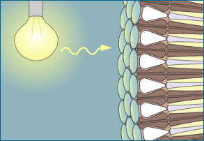 Light rays and photoreceptors in the eye