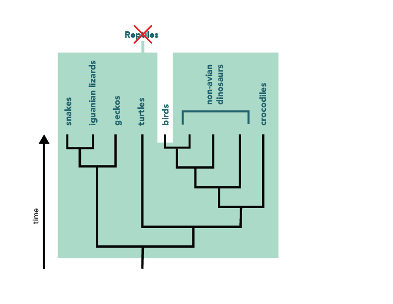 Felidae on sale phylogenetic tree