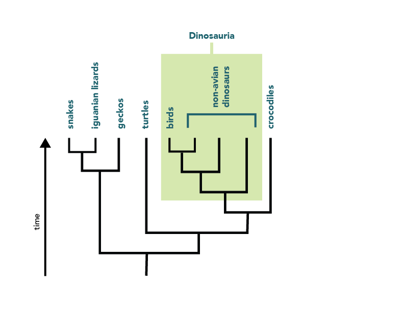 The clade Dinosauria includes birds