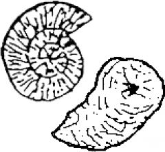 drawing of fossil ammonite and sponge