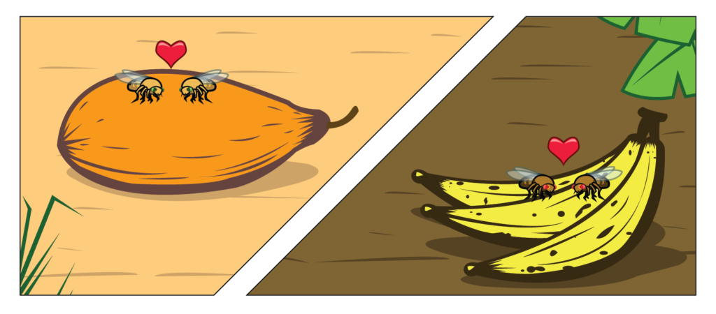 Left, illustration of two golden drosophila on a papaya, yellow sand in the background. Right, Two brown drosophila on ripe yellow bananas with brown dirt in the background. Each pair of drosophila have a red heart in the space between them.